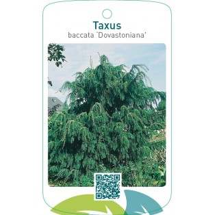 Taxus baccata ‘Dovastoniana’