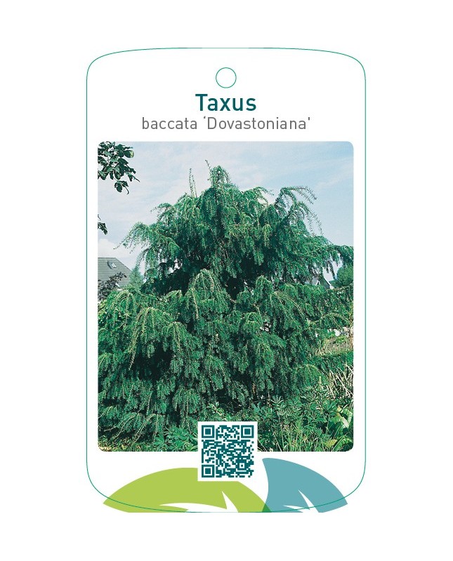 Taxus baccata ‘Dovastoniana’