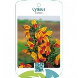 Cytisus ‘Sunset’