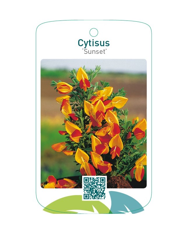 Cytisus ‘Sunset’