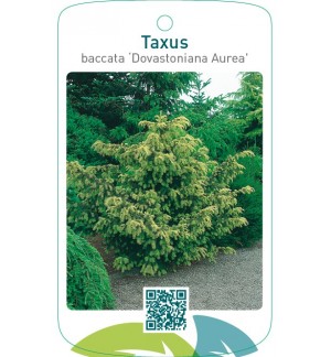 Taxus baccata ‘Dovastoniana Aurea’