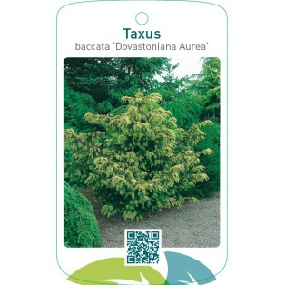 Taxus baccata ‘Dovastoniana Aurea’