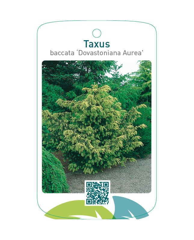 Taxus baccata ‘Dovastoniana Aurea’