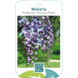 Wisteria floribunda ‘Violacea Plena’