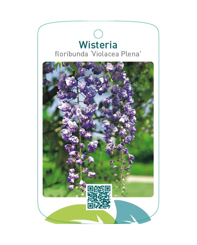 Wisteria floribunda ‘Violacea Plena’