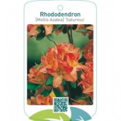 Rhododendron [Mollis Azalea] ‘Saturnus’