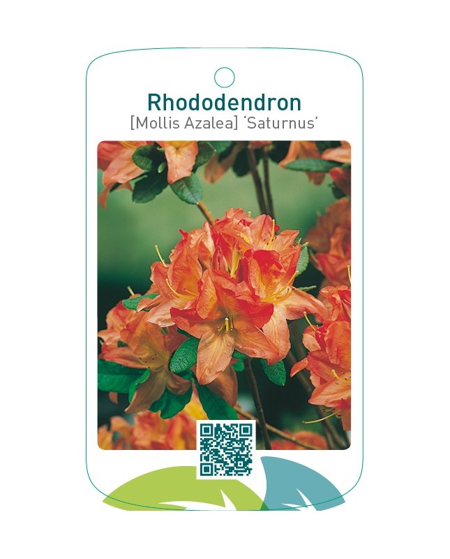 Rhododendron [Mollis Azalea] ‘Saturnus’