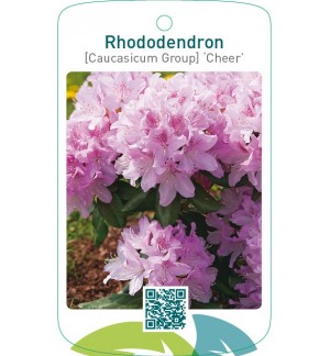 Rhododendron [Caucasicum Group] ‘Cheer’