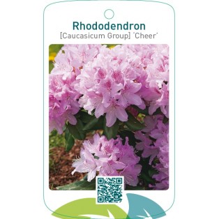 Rhododendron [Caucasicum Group] ‘Cheer’
