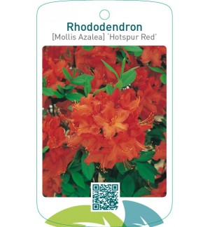 Rhododendron [Mollis Azalea] ‘Hotspur Red’