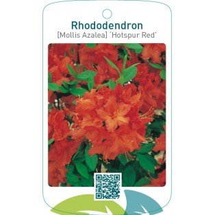 Rhododendron [Mollis Azalea] ‘Hotspur Red’