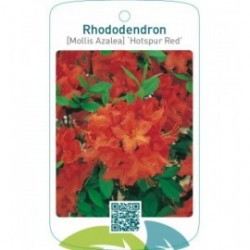 Rhododendron [Mollis Azalea] ‘Hotspur Red’