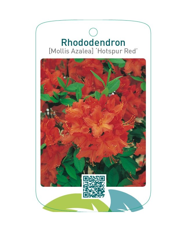 Rhododendron [Mollis Azalea] ‘Hotspur Red’