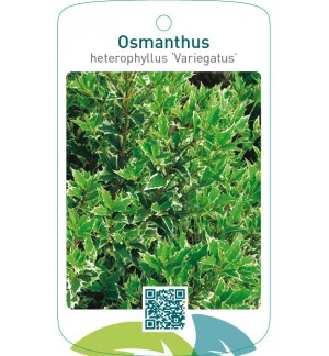 Osmanthus heterophyllus ‘Variegatus’