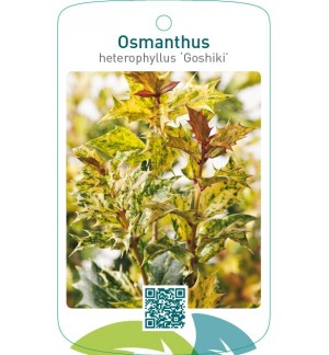 Osmanthus heterophyllus ‘Goshiki’