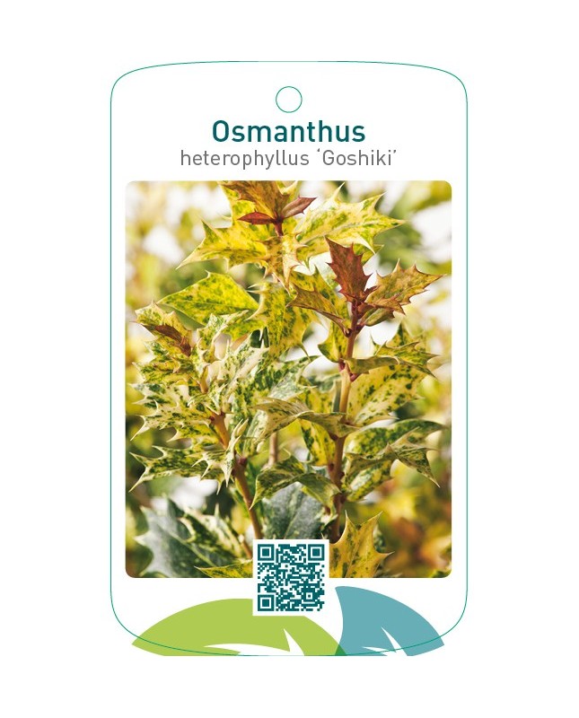 Osmanthus heterophyllus ‘Goshiki’