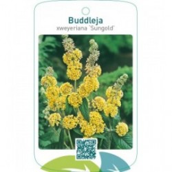 Buddleja xweyeriana ‘Sungold’