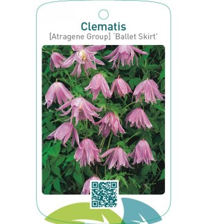 Clematis [Atragene Group] ‘Ballet Skirt’