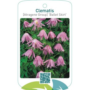 Clematis [Atragene Group] ‘Ballet Skirt’