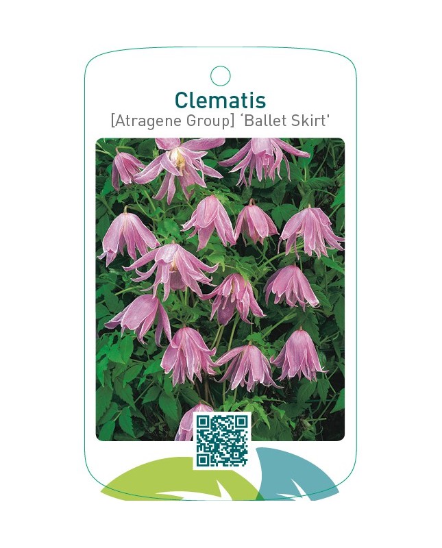 Clematis [Atragene Group] ‘Ballet Skirt’