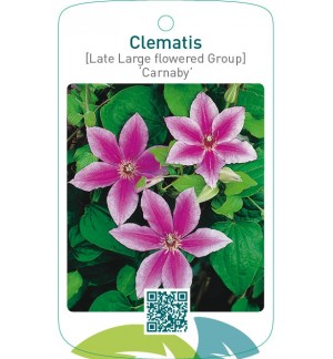 Clematis [Late Large flowered Group] ‘Carnaby’