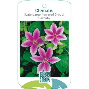 Clematis [Late Large flowered Group] ‘Carnaby’