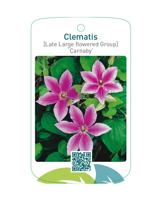 Clematis [Late Large flowered Group] ‘Carnaby’