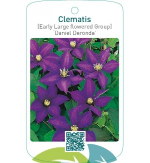 Clematis [Early Large flowered Group] ‘Daniel Deronda’