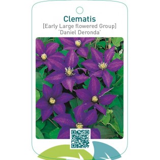 Clematis [Early Large flowered Group] ‘Daniel Deronda’