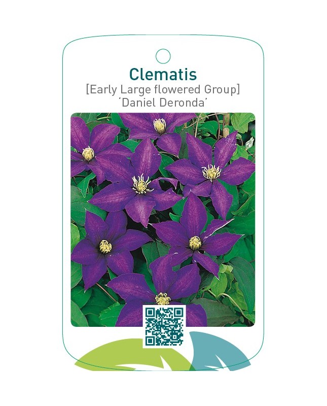 Clematis [Early Large flowered Group] ‘Daniel Deronda’