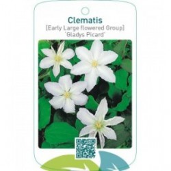 Clematis [Early Large flowered Group] ‘Gladys Picard’