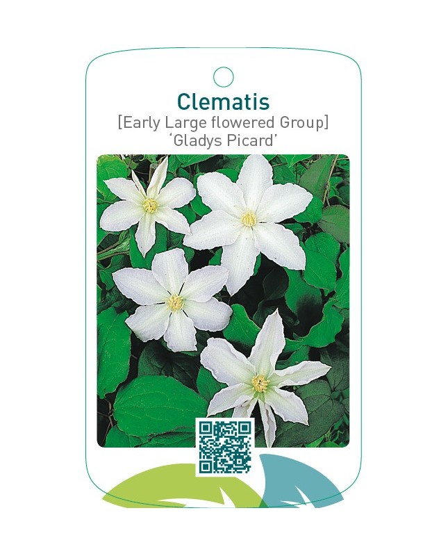 Clematis [Early Large flowered Group] ‘Gladys Picard’