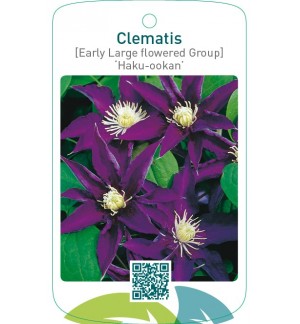 Clematis [Early Large flowered Group] ‘Haku-ookan’