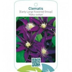 Clematis [Early Large flowered Group] ‘Haku-ookan’