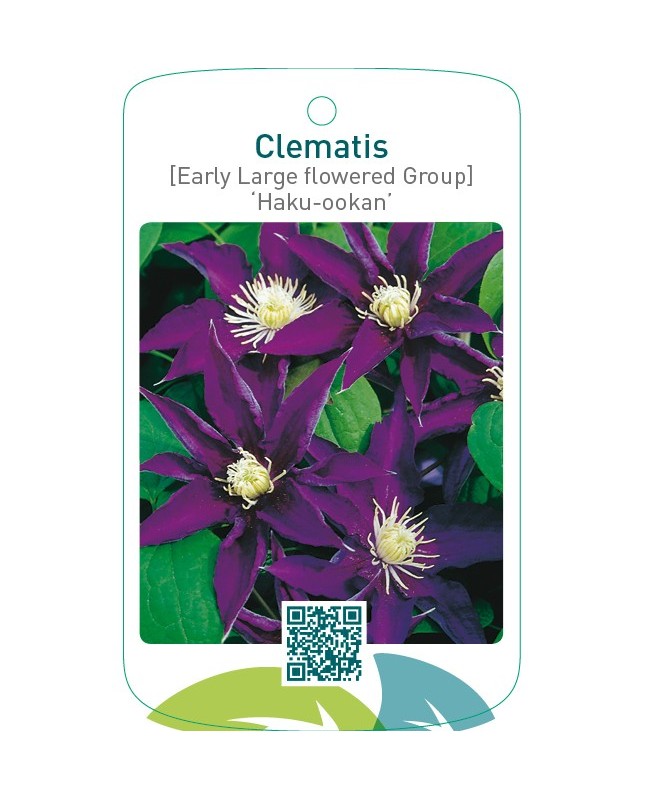 Clematis [Early Large flowered Group] ‘Haku-ookan’