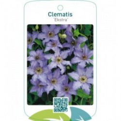 Clematis ‘Ekstra’
