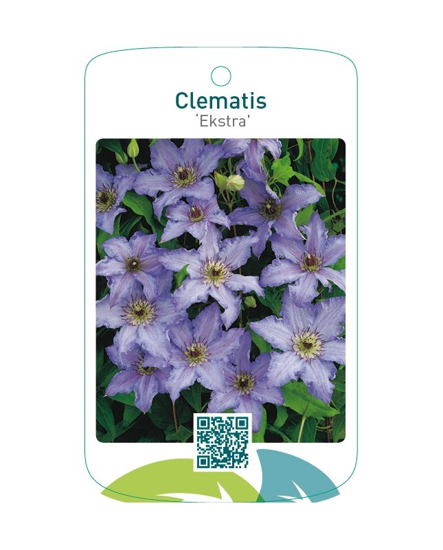 Clematis ‘Ekstra’