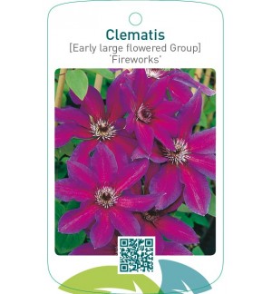 Clematis [Early Large flowered Group] ‘Fireworks’
