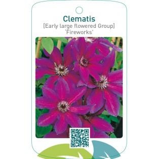 Clematis [Early Large flowered Group] ‘Fireworks’
