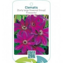 Clematis [Early Large flowered Group] ‘Fireworks’