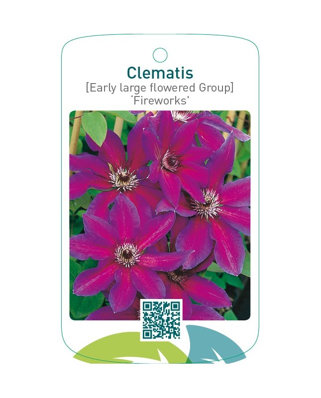 Clematis [Early Large flowered Group] ‘Fireworks’