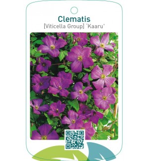 Clematis [Viticella Group] ‘Kaaru’