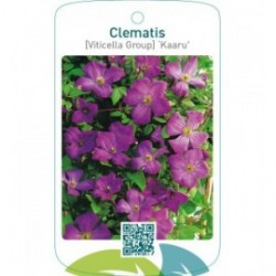 Clematis [Viticella Group] ‘Kaaru’