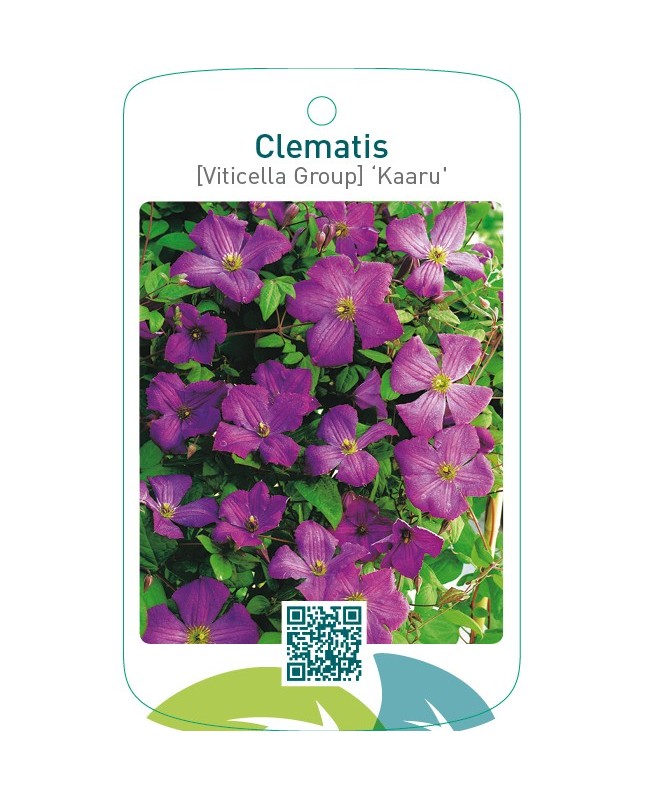Clematis [Viticella Group] ‘Kaaru’