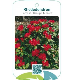 Rhododendron [Forrestii Group] ‘Monica’