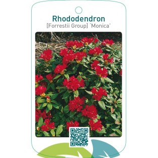 Rhododendron [Forrestii Group] ‘Monica’