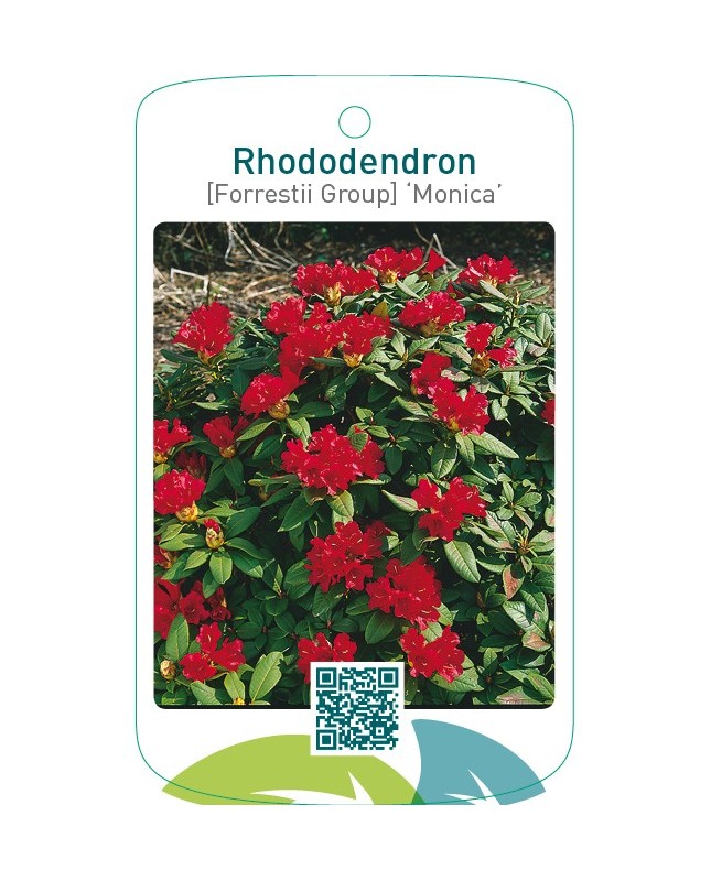 Rhododendron [Forrestii Group] ‘Monica’