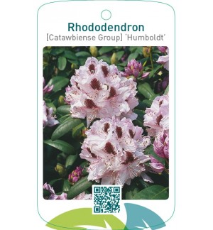 Rhododendron [Catawbiense Group] ‘Humboldt’