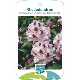 Rhododendron [Catawbiense Group] ‘Humboldt’
