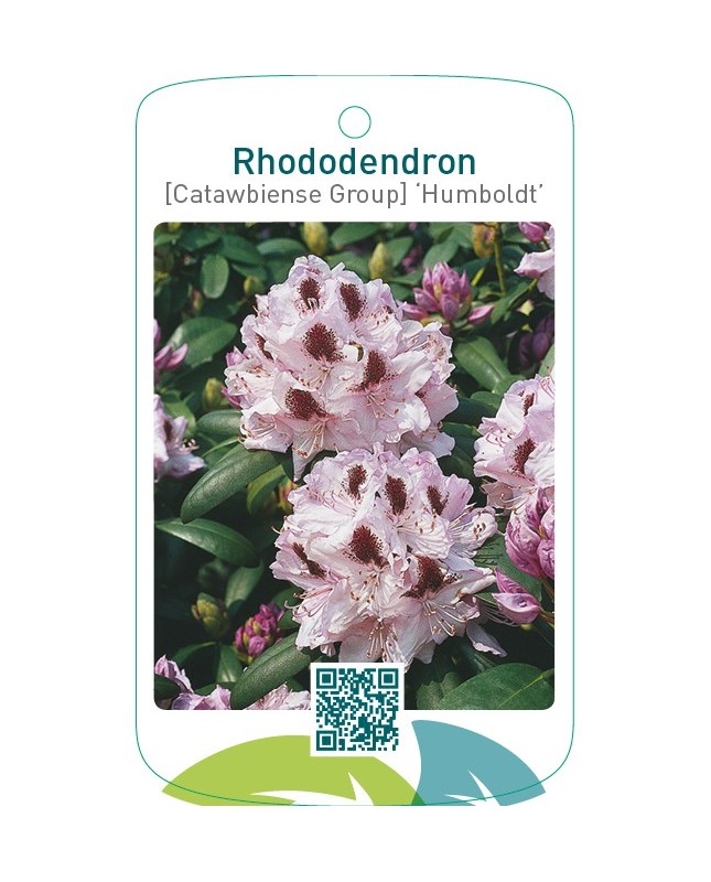 Rhododendron [Catawbiense Group] ‘Humboldt’